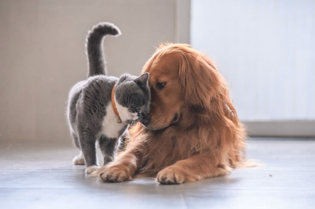 Gato y perro acurrucados juntos en casa, seguro para mascotas
