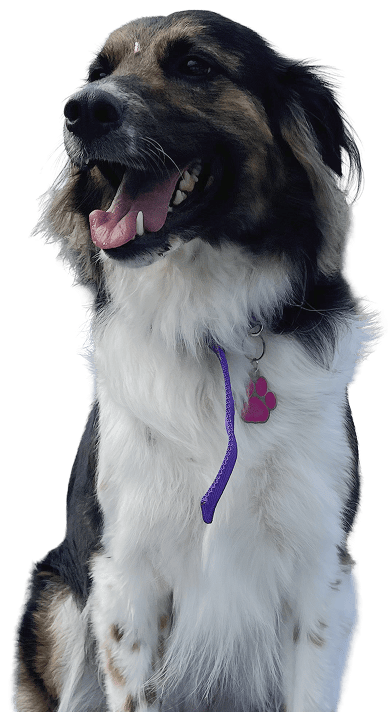 Seguro para mascotas sura